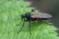 Empis tessellata
