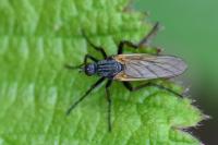 Empis tessellata