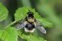 Volucella bombylans