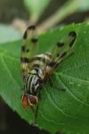 Otites porcus