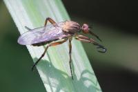 Empis livida