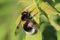 Volucella bombylans