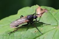 Empis tessellata