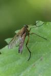 Rhagio tringarius