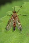 Rhagio tringarius