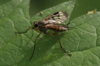 Rhagio scolopaceus