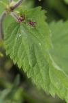 Dasineura urticae