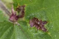 Dasineura urticae
