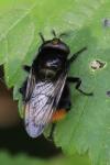 Volucella bombylans