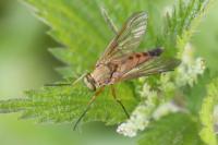 Rhagio tringarius