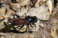 Brachypalpoides lentus