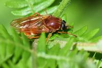 Coenomyia ferruginea
