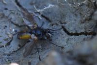 Hemyda vittata