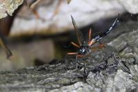 Tanyptera atrata