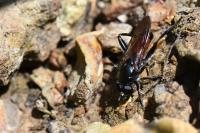 Brachypalpoides lentus