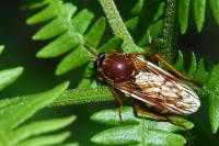 Coenomyia ferruginea