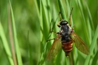 Coenomyia ferruginea