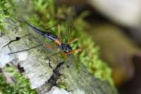 Tanyptera atrata