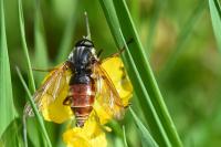 Coenomyia ferruginea