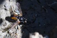 Hemyda vittata