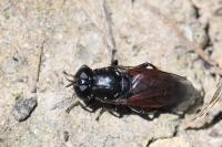 Eumerus tricolor