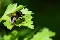 Volucella bombylans