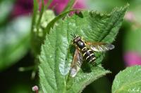 Chrysotoxum festivum
