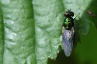 Microchrysa polita