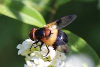 Volucella pellucens