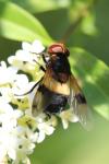 Volucella pellucens