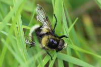Volucella bombylans
