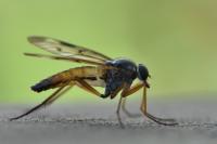 Rhagio scolopaceus