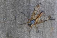 Rhagio scolopaceus