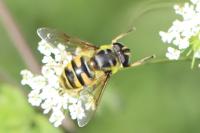 Myathropa florea