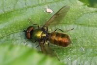Chloromyia formosa