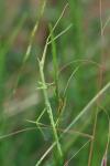 Clonopsis gallica