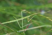 Clonopsis gallica