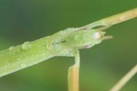 Clonopsis gallica