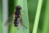 Eurimyia lineata