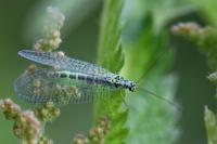 Chrysopa perla
