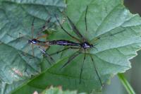 Ptychoptera contaminata