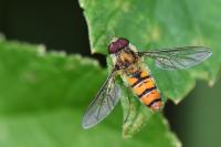 Episyrphus balteatus