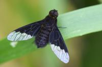 Hemipenthes morio