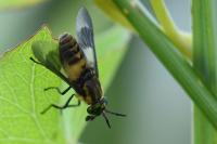 Chrysops viduatus