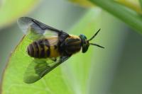 Chrysops viduatus