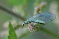 Chrysopa perla