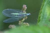 Chrysopa perla