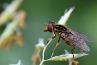 Eurimyia lineata