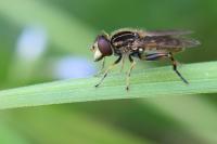 Eurimyia lineata