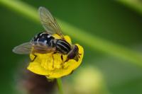 Eurimyia lineata